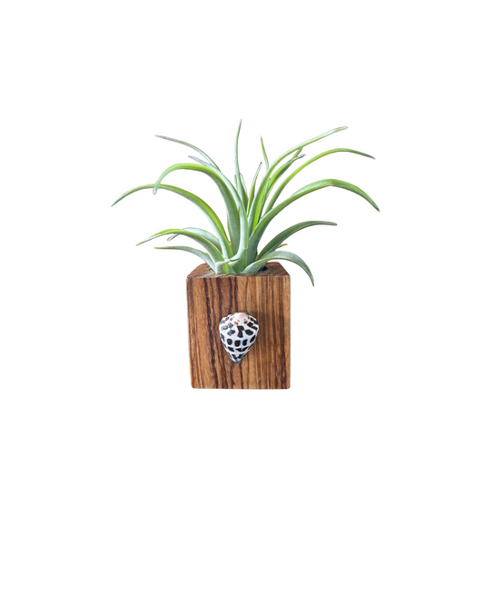 Zebra Wood + Shell Tilly Holder (Large)