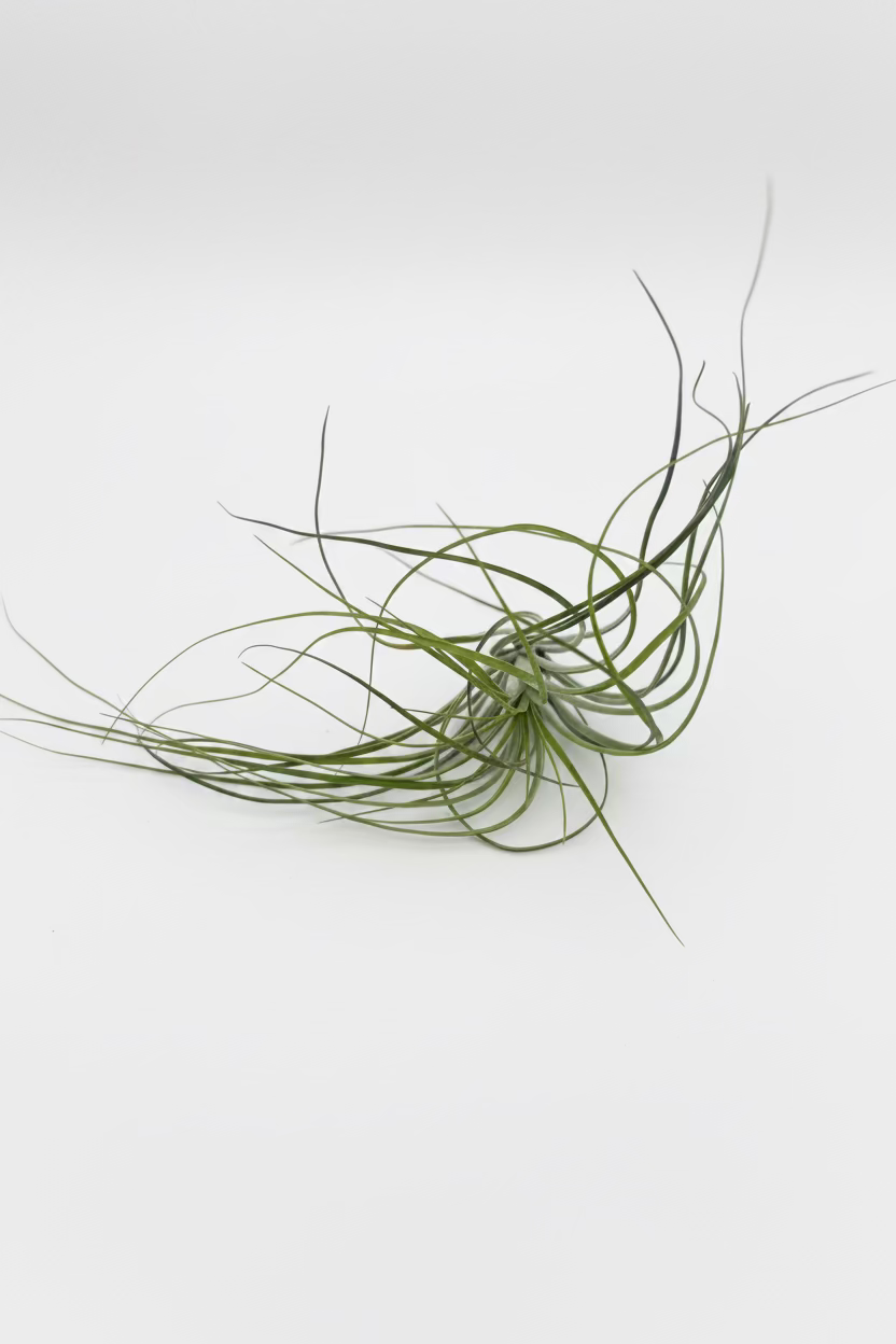 Tillandsia Stricta - Large