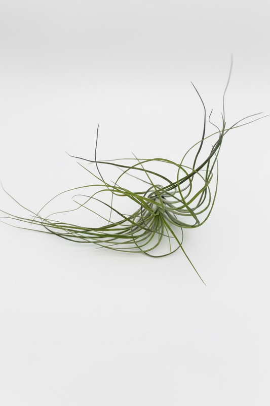 Tillandsia Stricta - Large