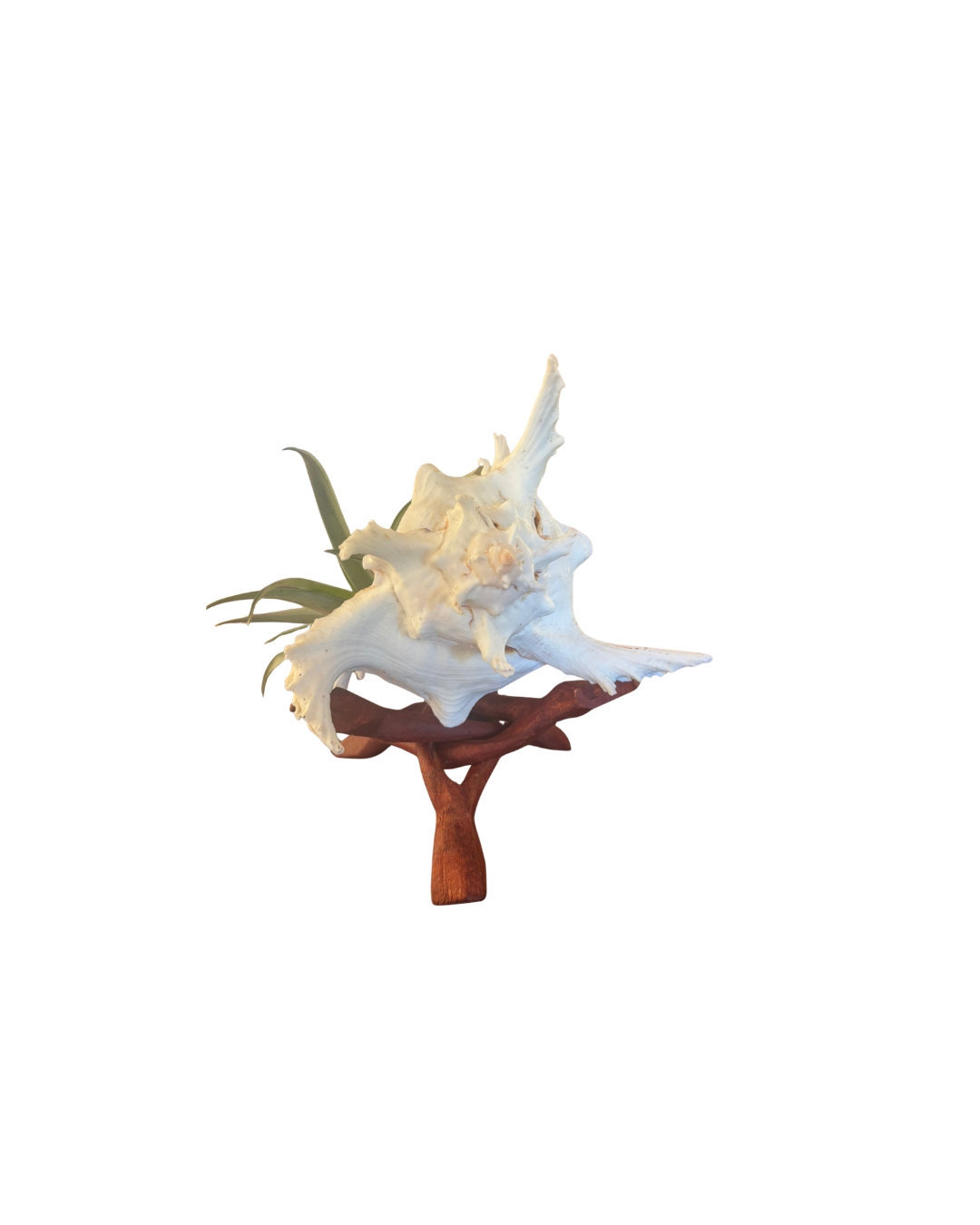 Shell + Tillandsia on Wood Stand (X-Large)
