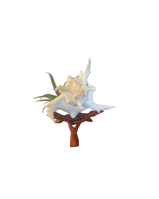 Shell + Tillandsia on Wood Stand (X-Large)