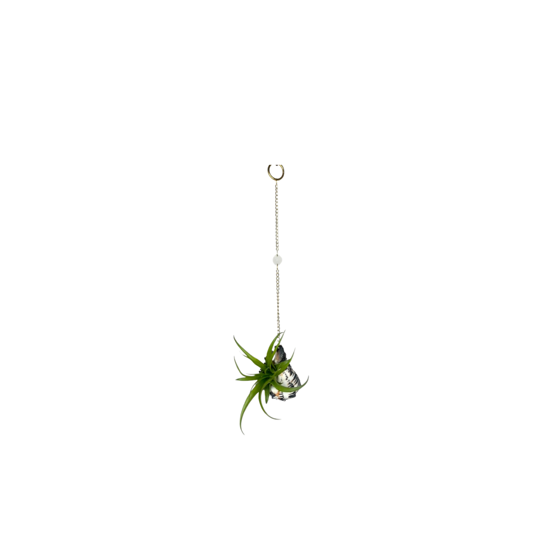 Suncatcher: Shell + Crystal ~ 18"-20"