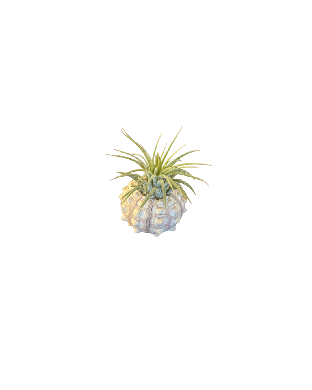 Sea Urchin Holder