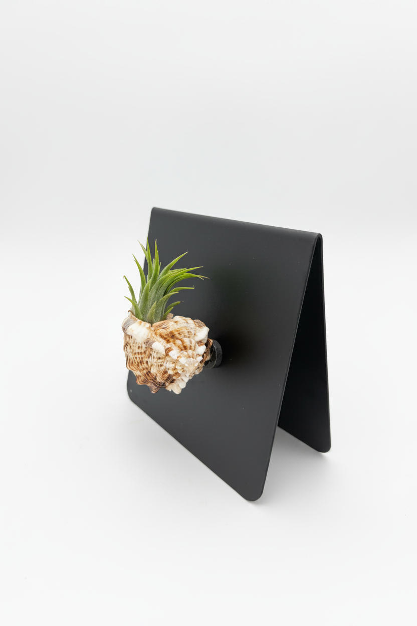 Shell Magnet