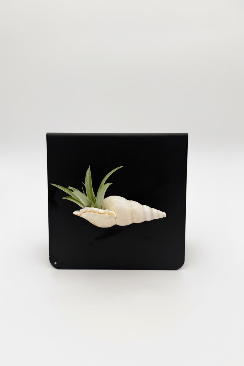 Shell Magnet