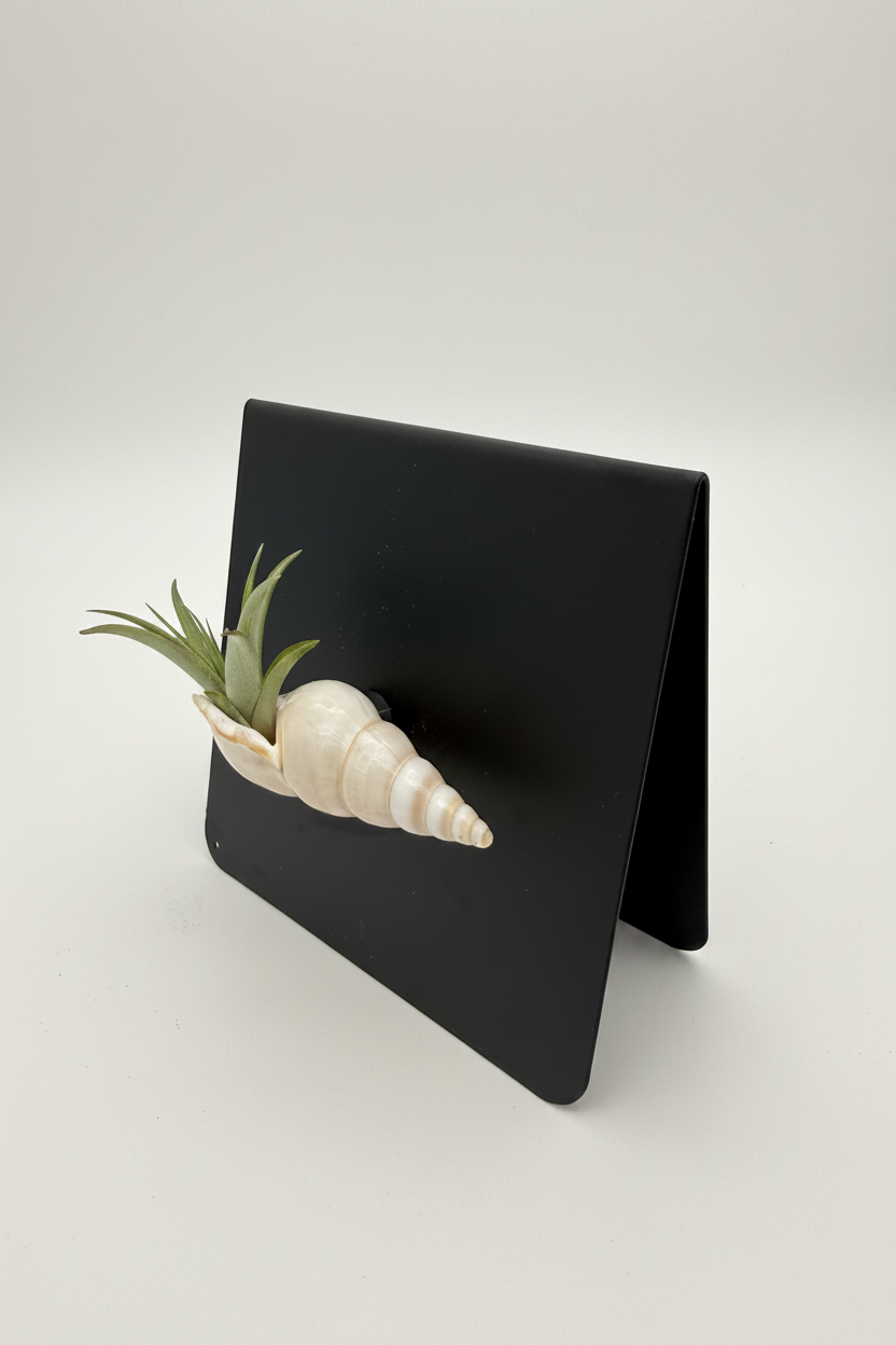 Shell Magnet