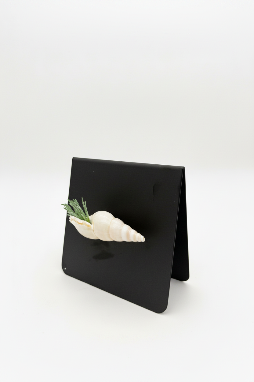 Shell Magnet