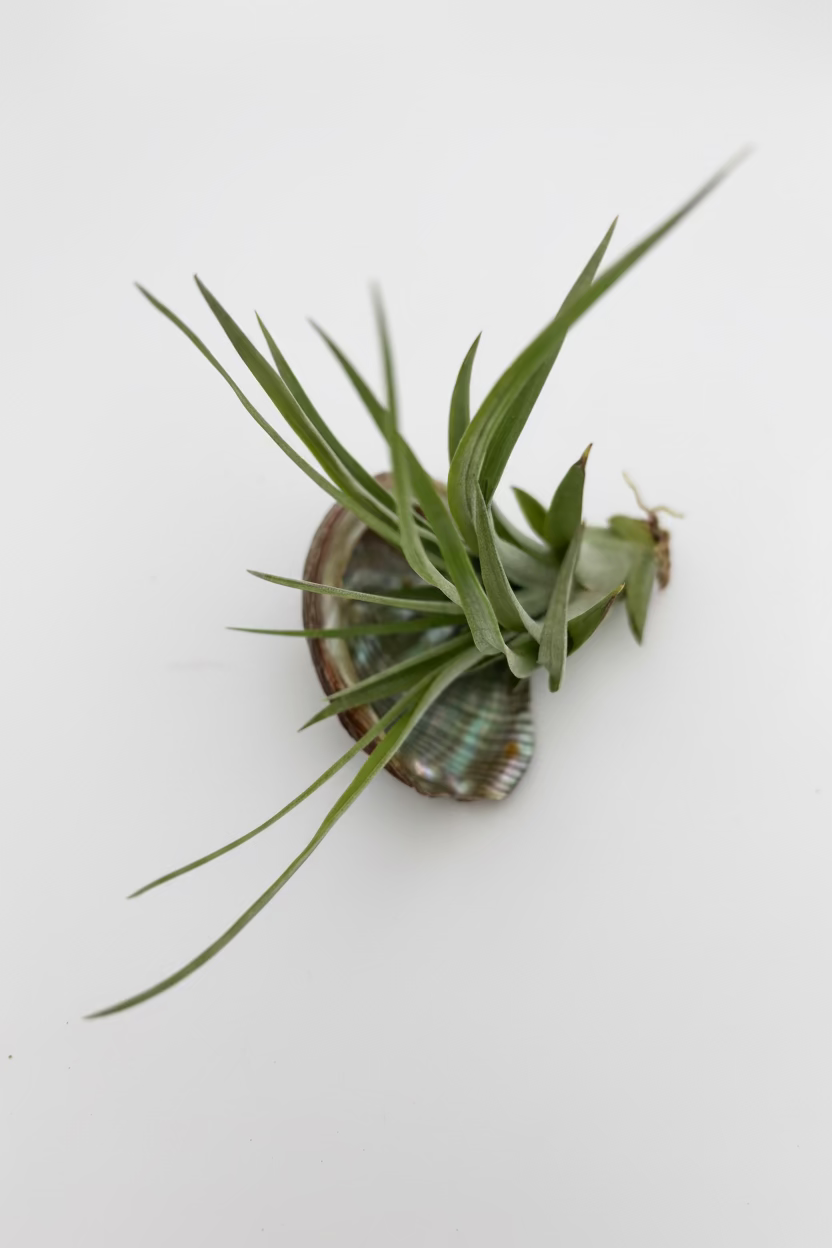 Tillandsia Brachycaulos - Medium