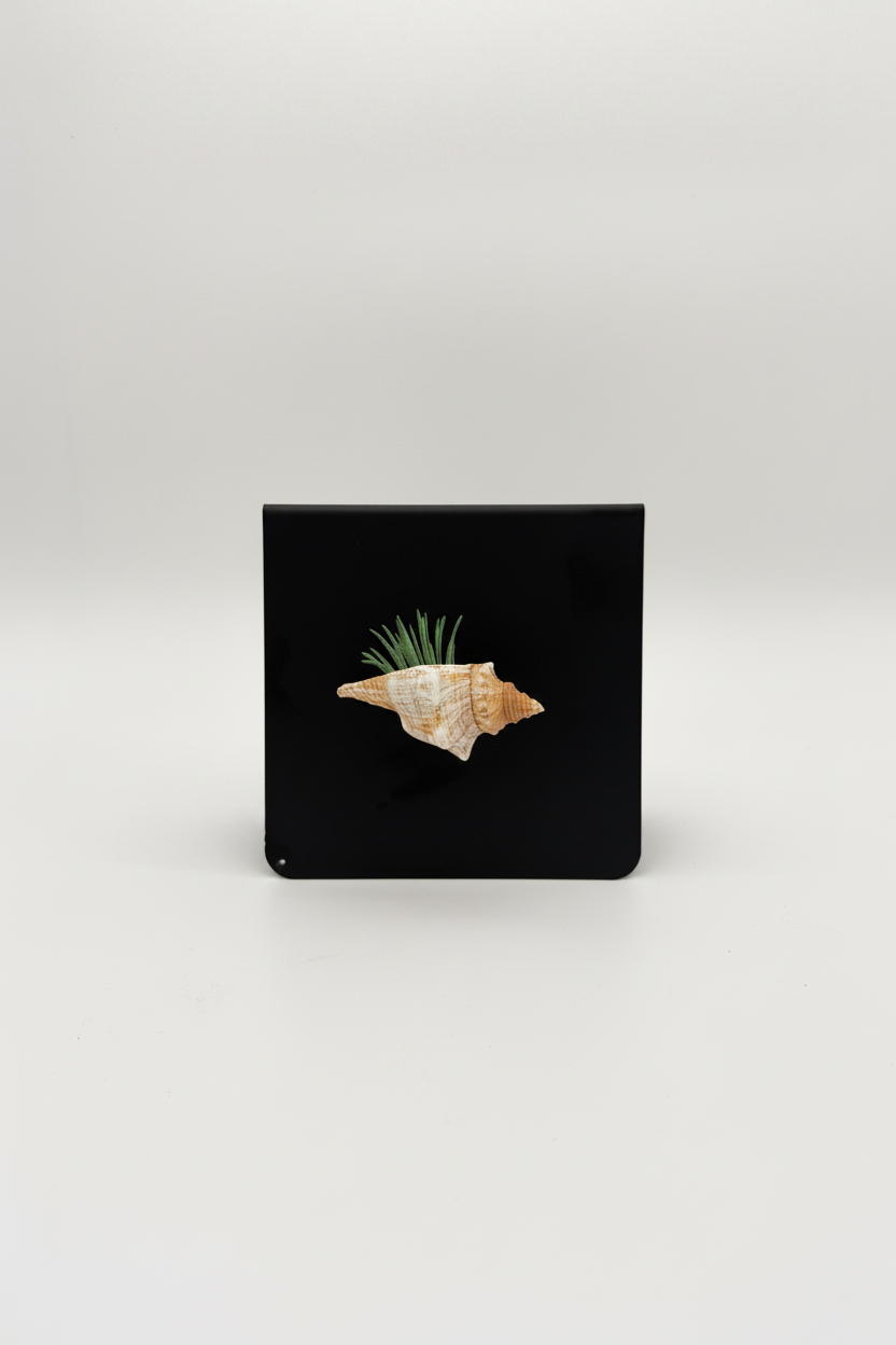 Shell Magnet