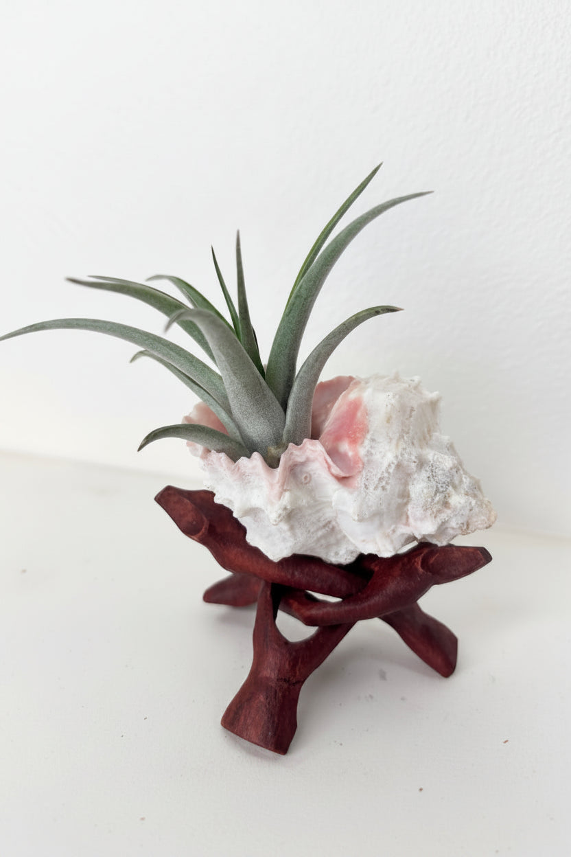 Tillandsia Brachycaulos - Medium