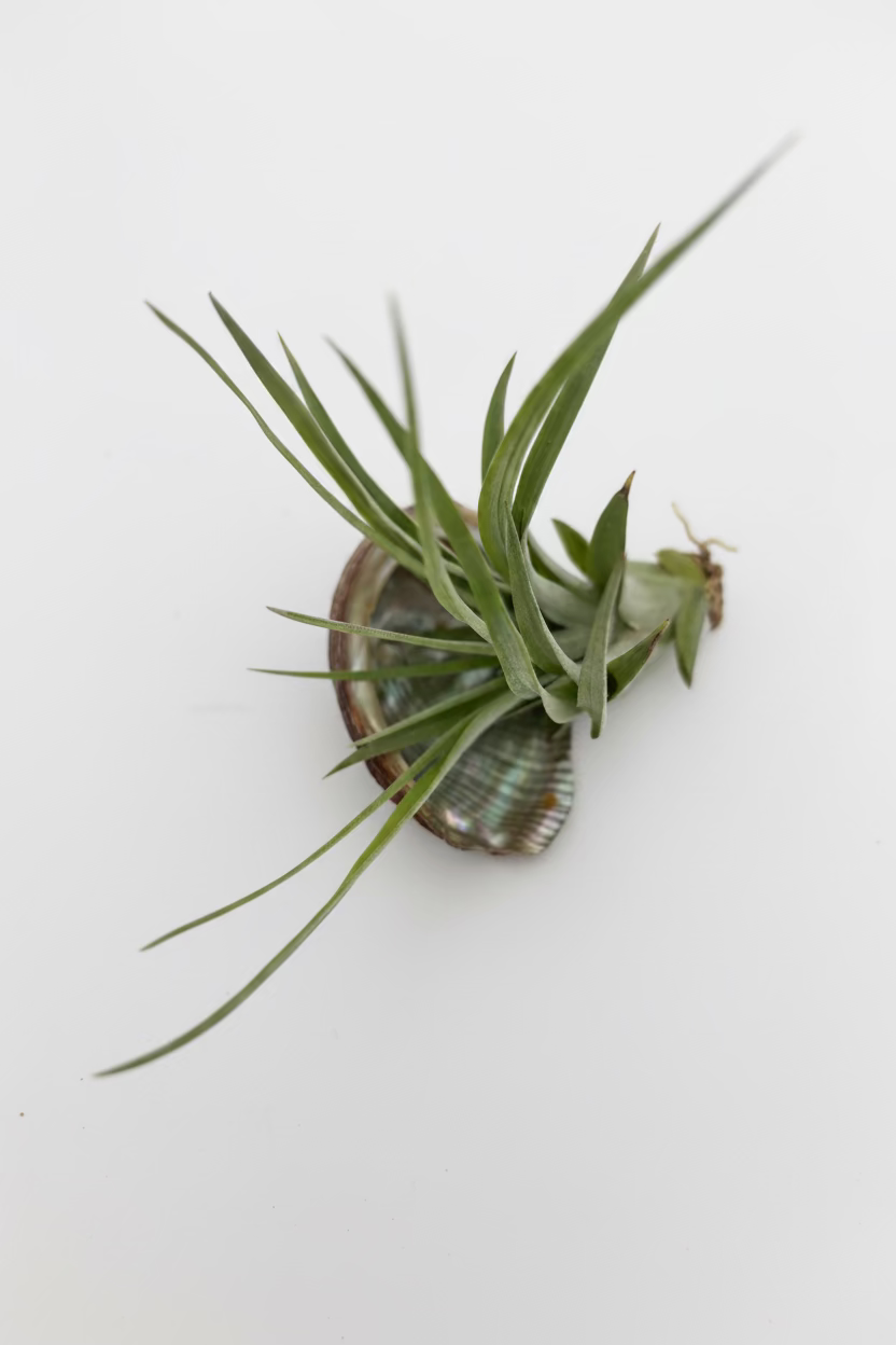 Tillandsia Brachycaulos - Medium