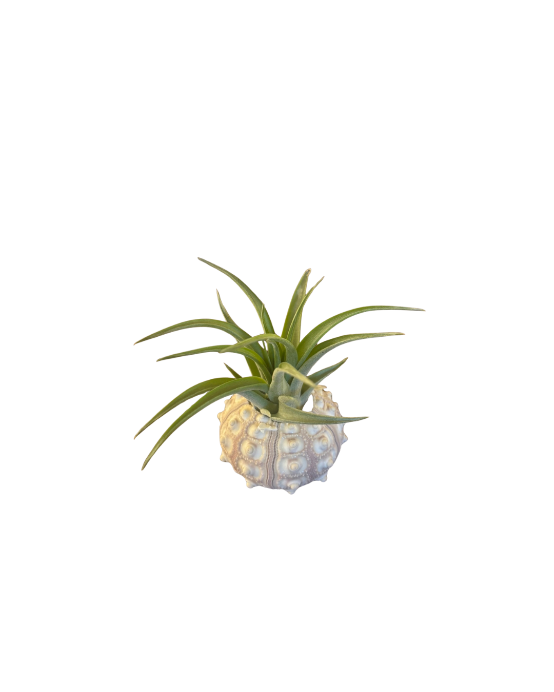 Sea Urchin Holder