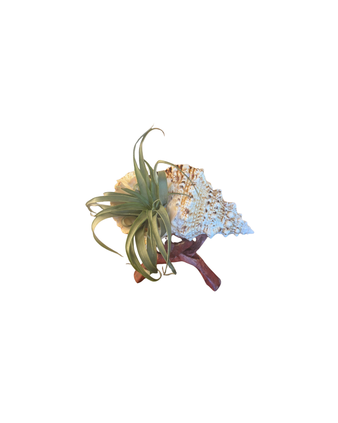 Shell + Tillandsia on Wood Stand (X-Large)