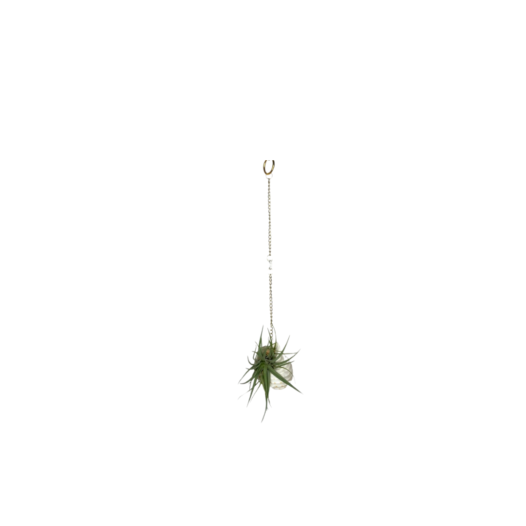 Suncatcher: Shell + Crystal ~ 18"-20"