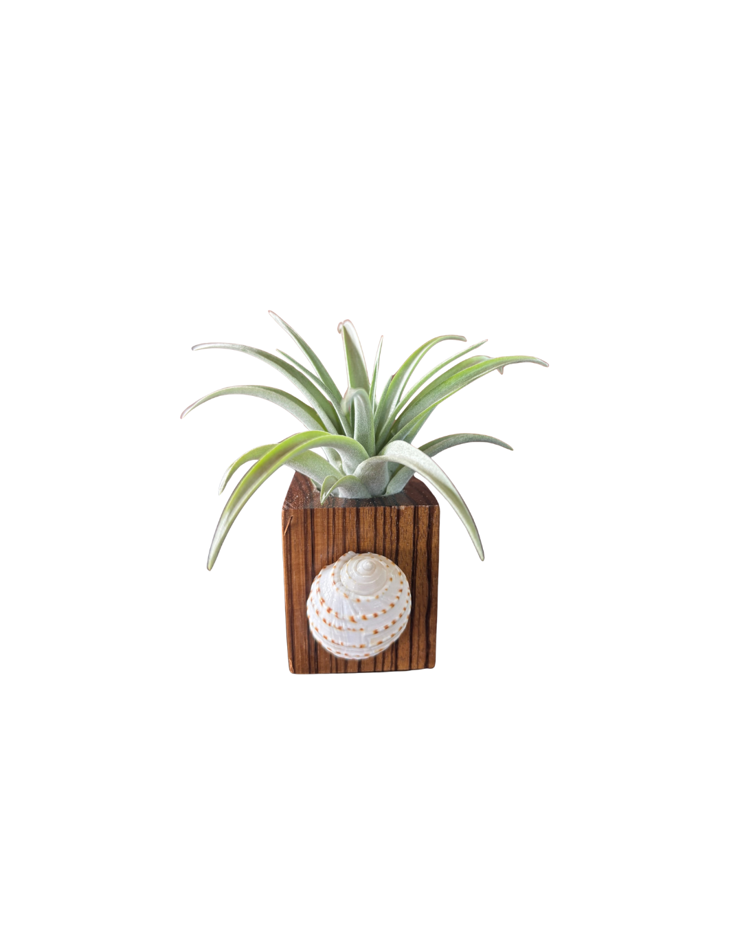 Zebra Wood + Shell Tilly Holder (Large)