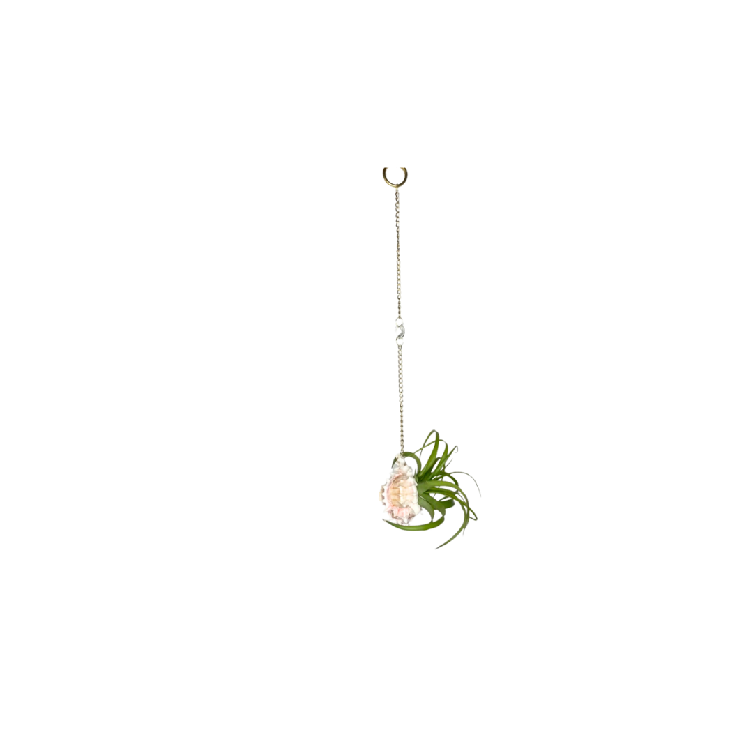 Suncatcher: Shell + Crystal ~ 18"-20"