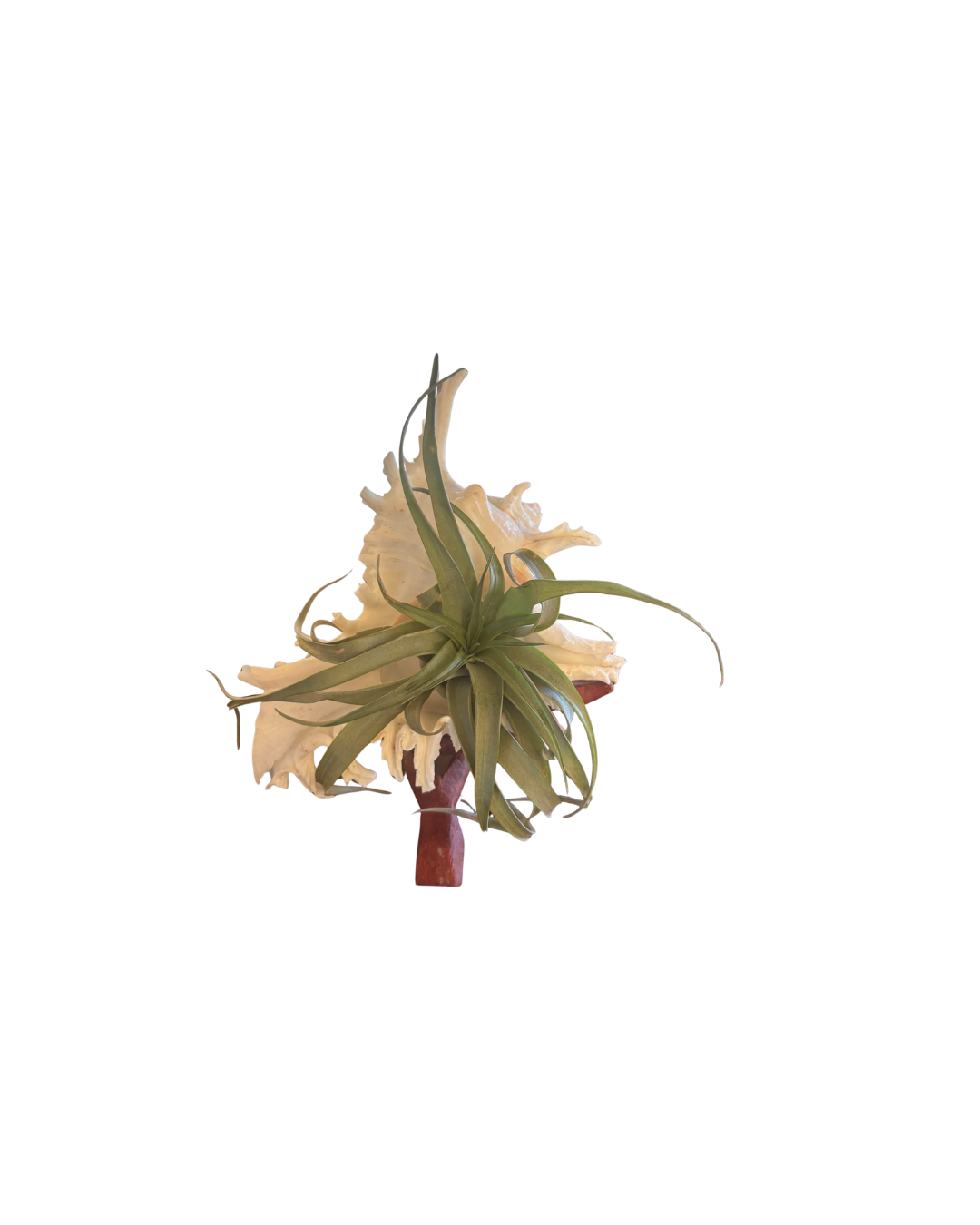 Shell + Tillandsia on Wood Stand (X-Large)