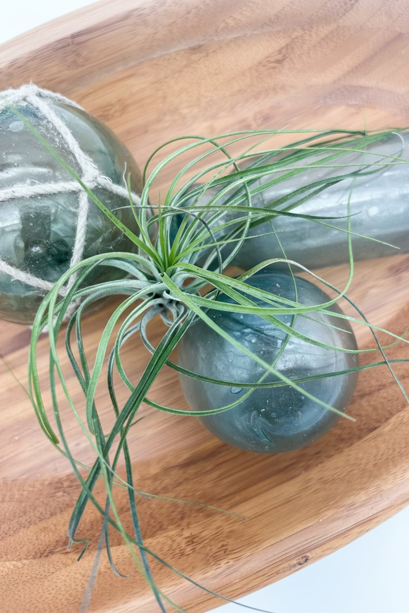 Tillandsia Stricta - Large