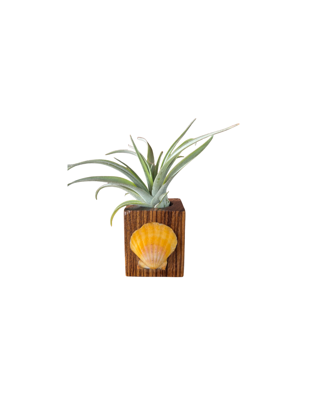 Zebra Wood + Shell Tilly Holder (Large)