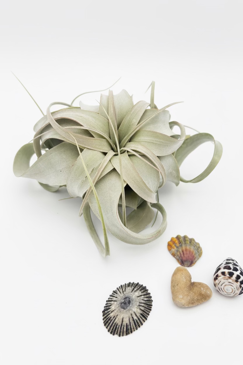 Tillandsia Xerographica - Small