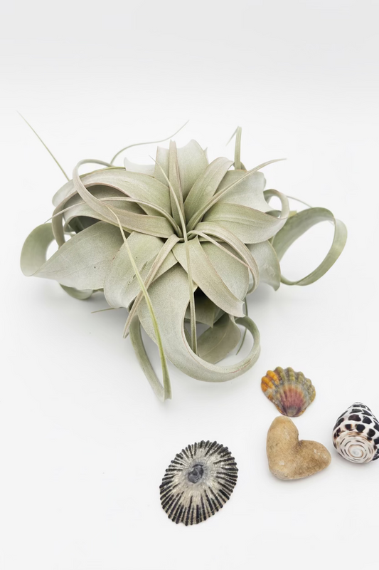 Tillandsia Xerographica - Small