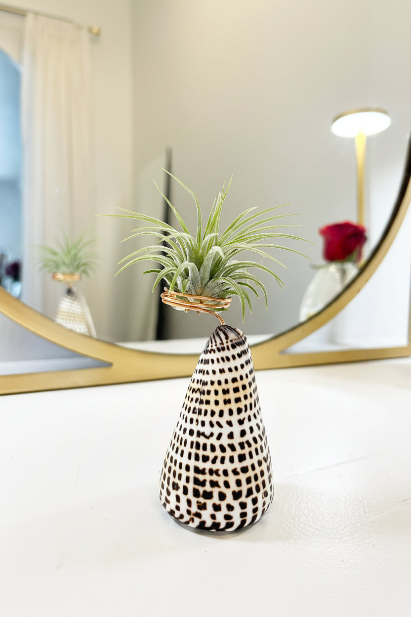 Cone Shell Holder - Small