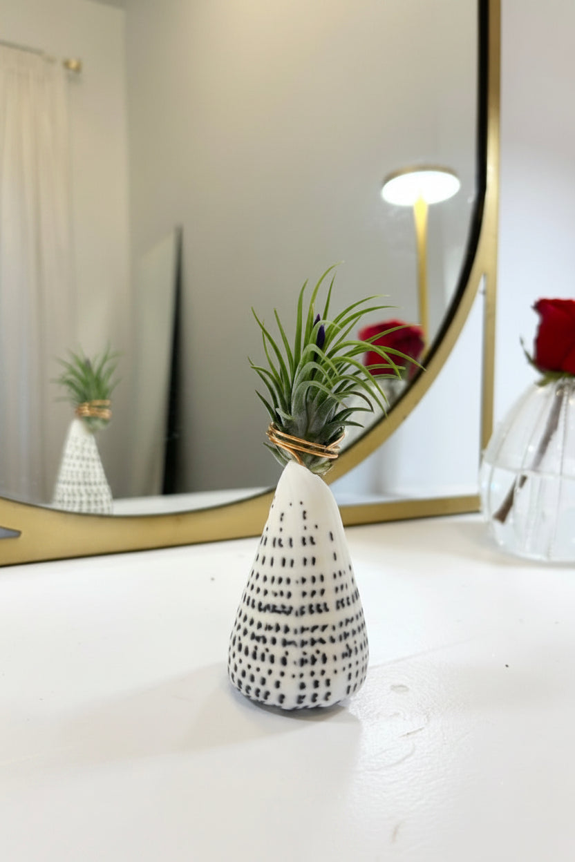 Cone Shell Holder - Small