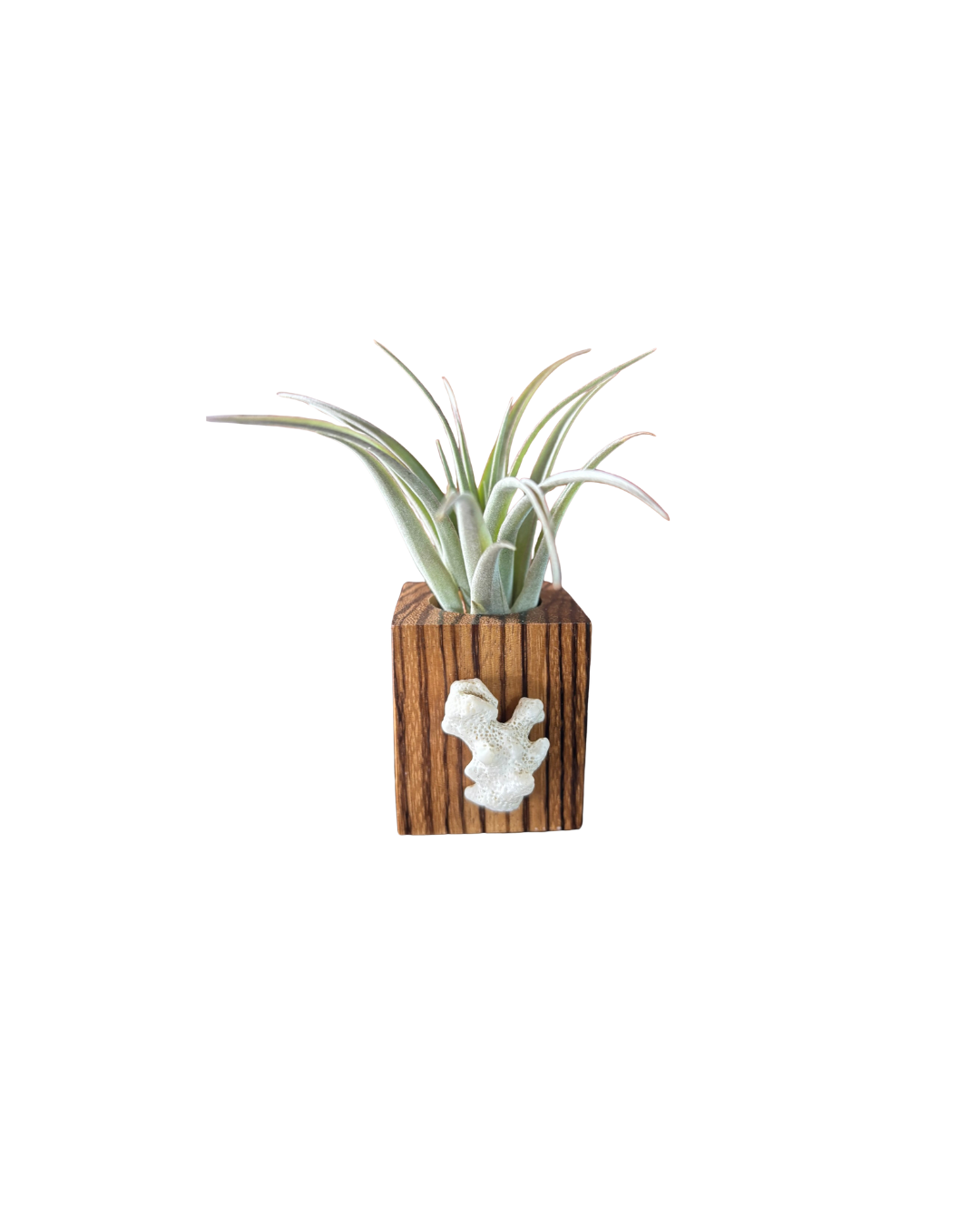 Zebra Wood + Shell Tilly Holder (Large)