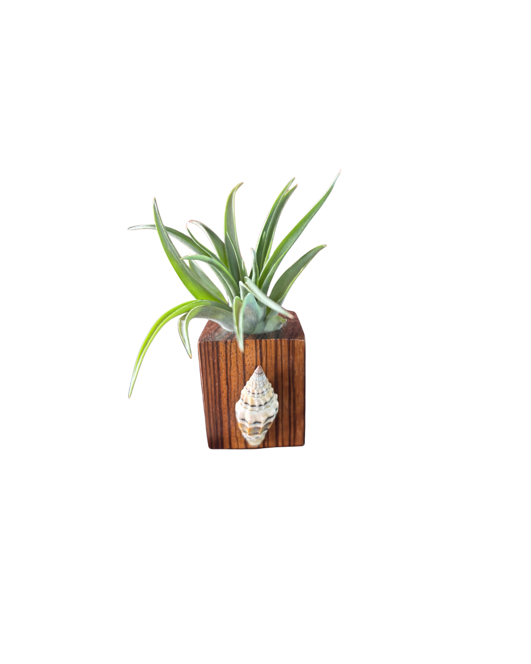 Zebra Wood + Shell Tilly Holder (Large)