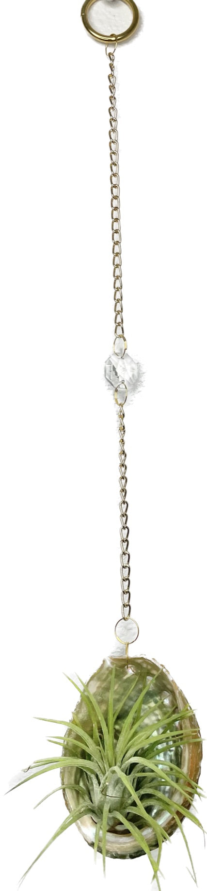 Suncatcher: Shell + Crystal ~ 18"-20"