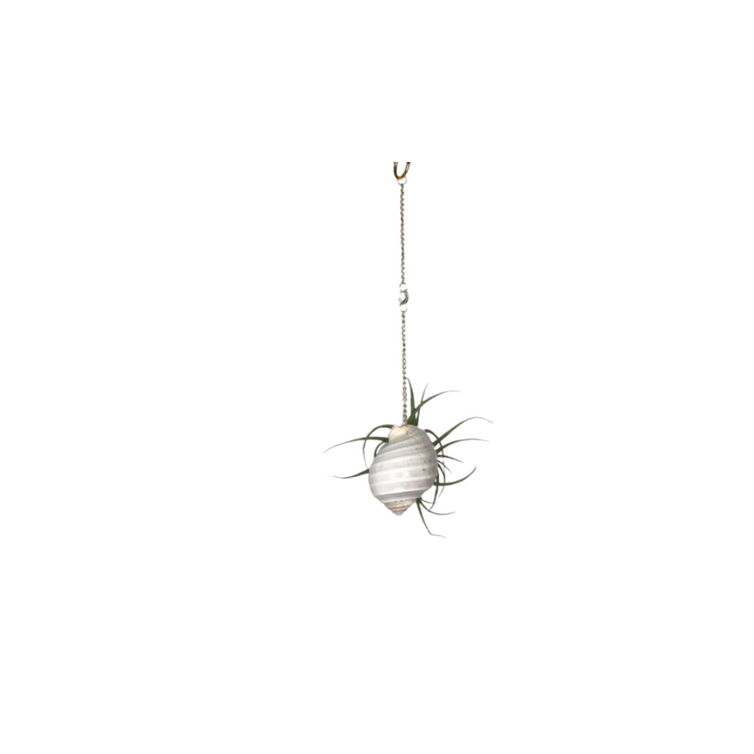 Suncatcher: Shell + Crystal ~ 18"-20"