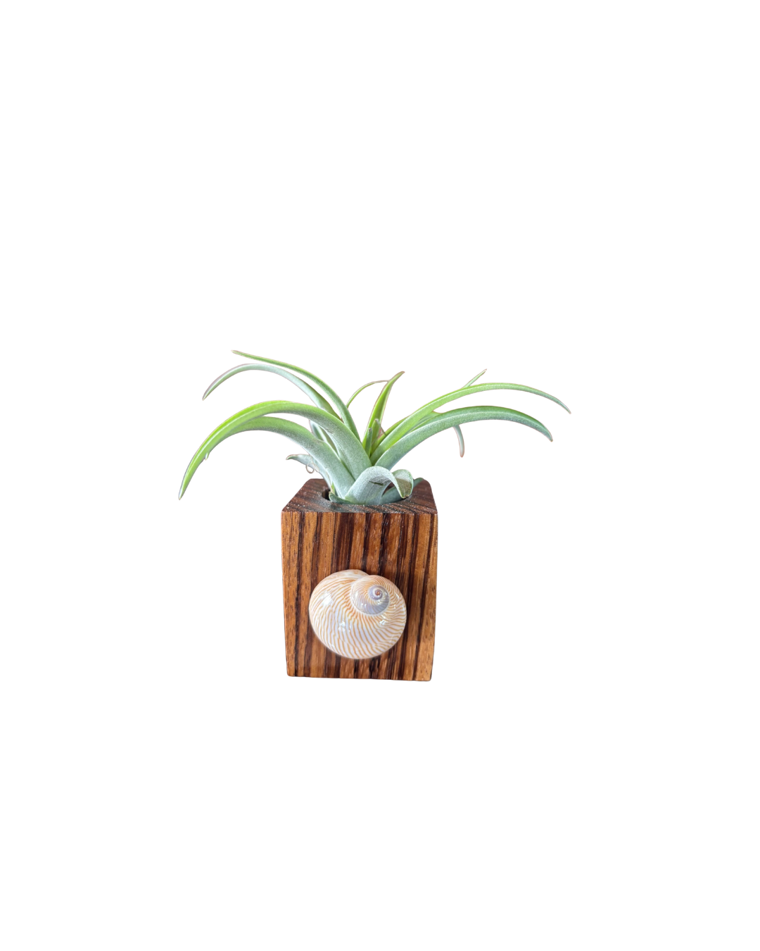 Zebra Wood + Shell Tilly Holder (Large)