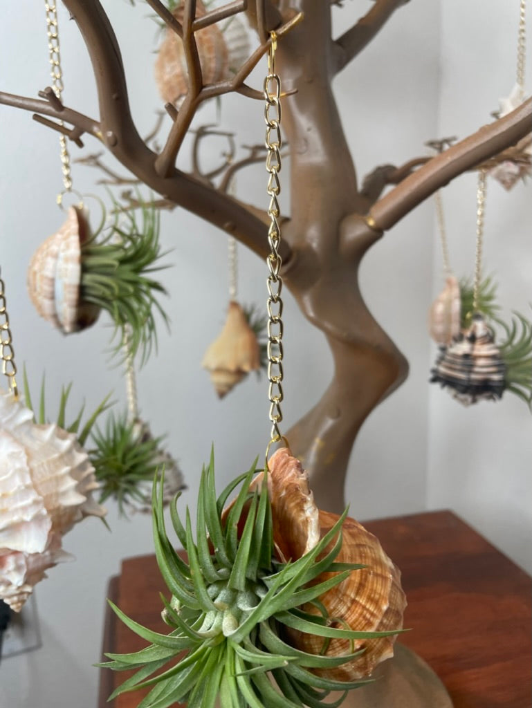 Gold Chain + Shell Ornament