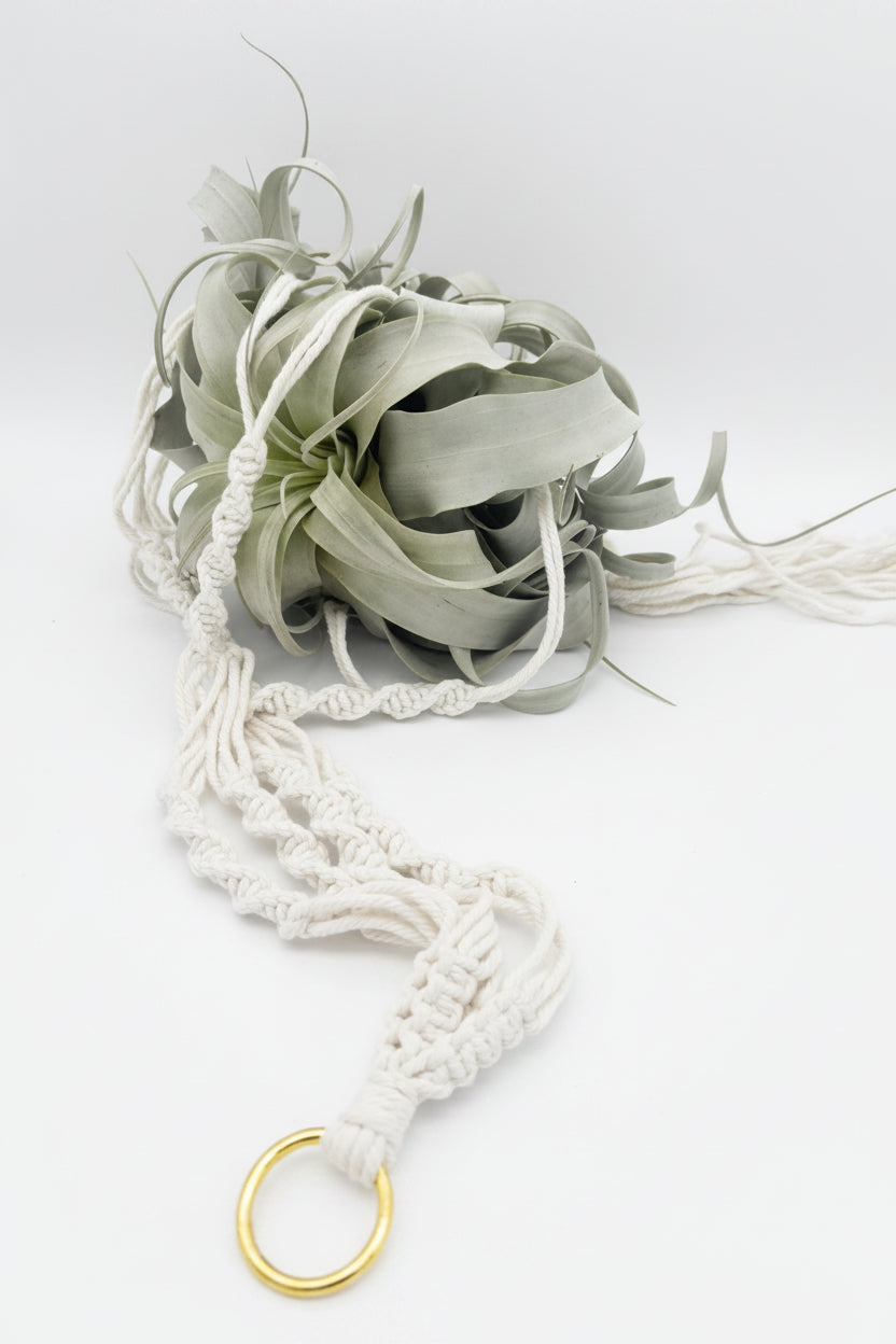 Tillandsia Xerographica - Large