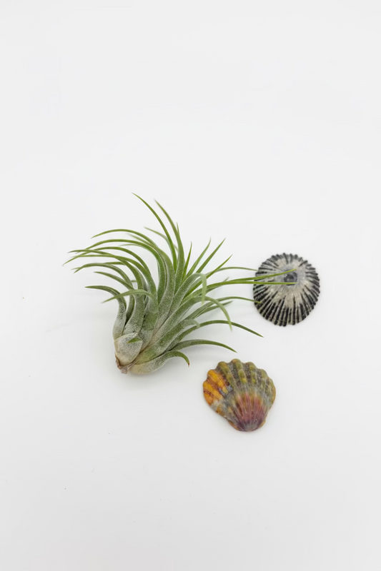 Tillandsia Ionantha - Large