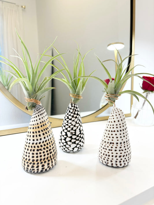 Cone Shell Holder - Medium