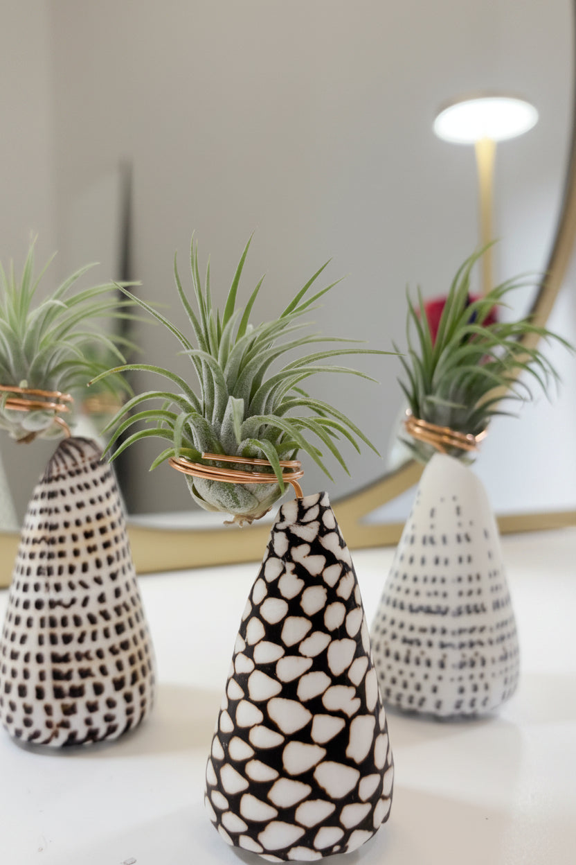 Cone Shell Holder - Small