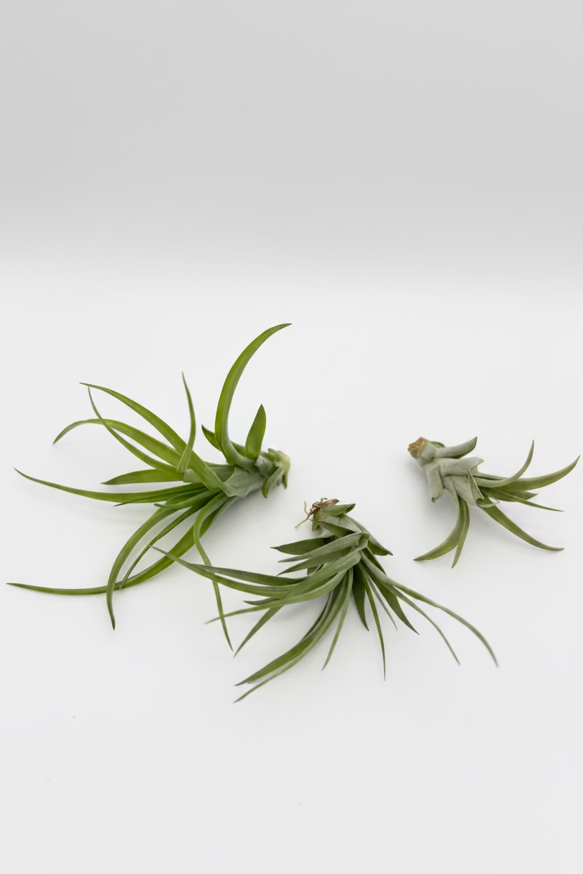 Tillandsia Brachycaulos - Medium