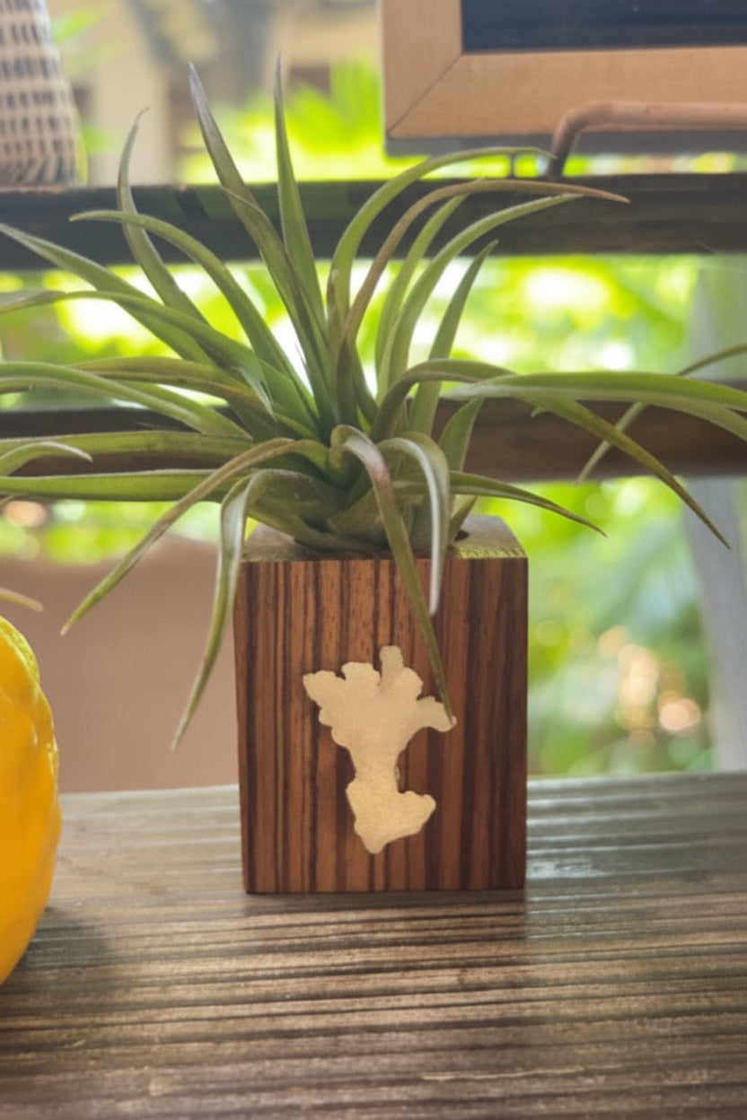Zebra Wood + Shell Tilly Holder (Large)