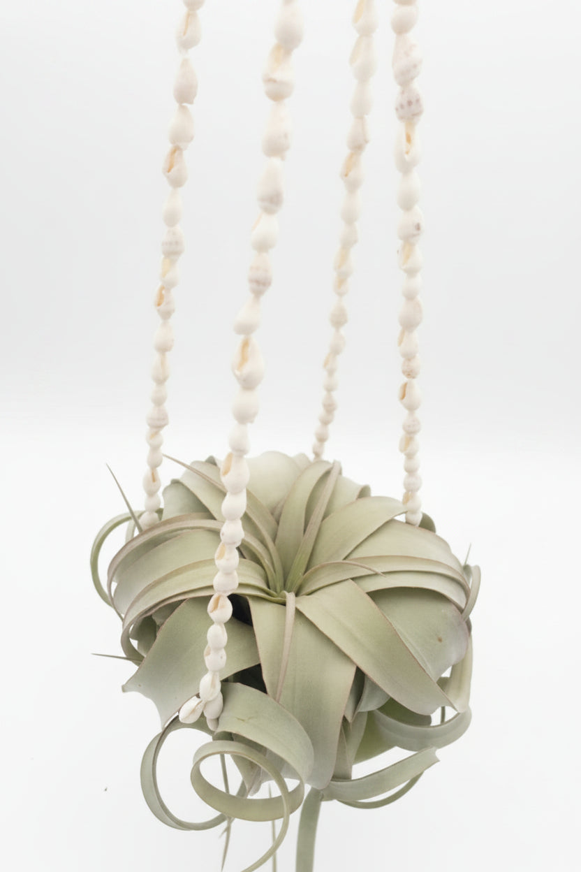 Tillandsia Xerographica - Small