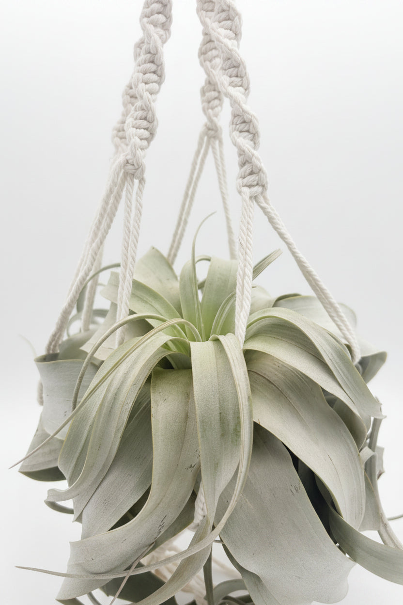 Tillandsia Xerographica - Large