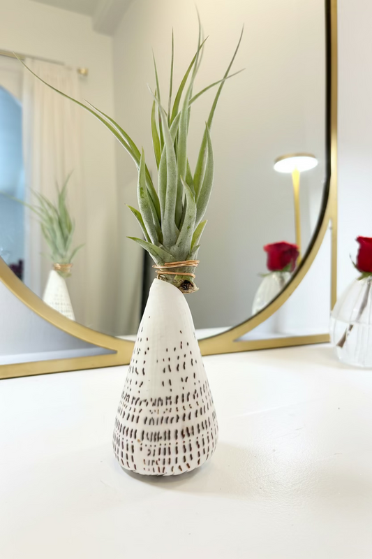 Cone Shell Holder - Large