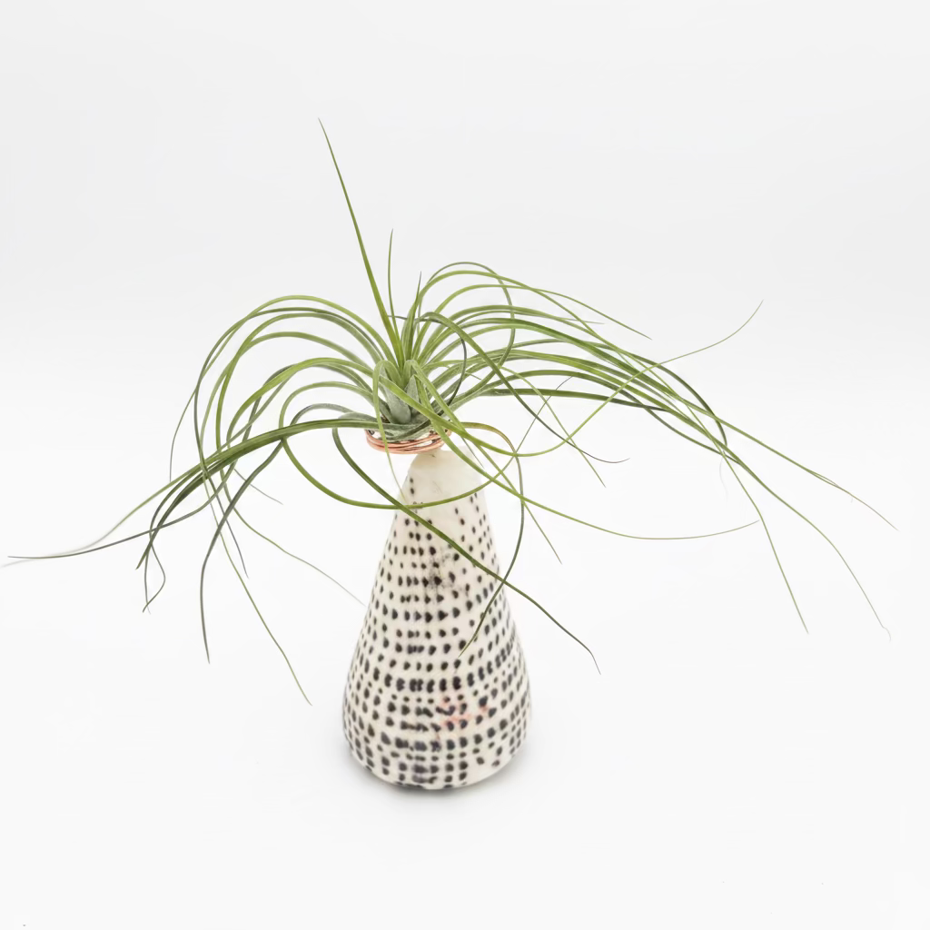 Tillandsia Stricta - Large