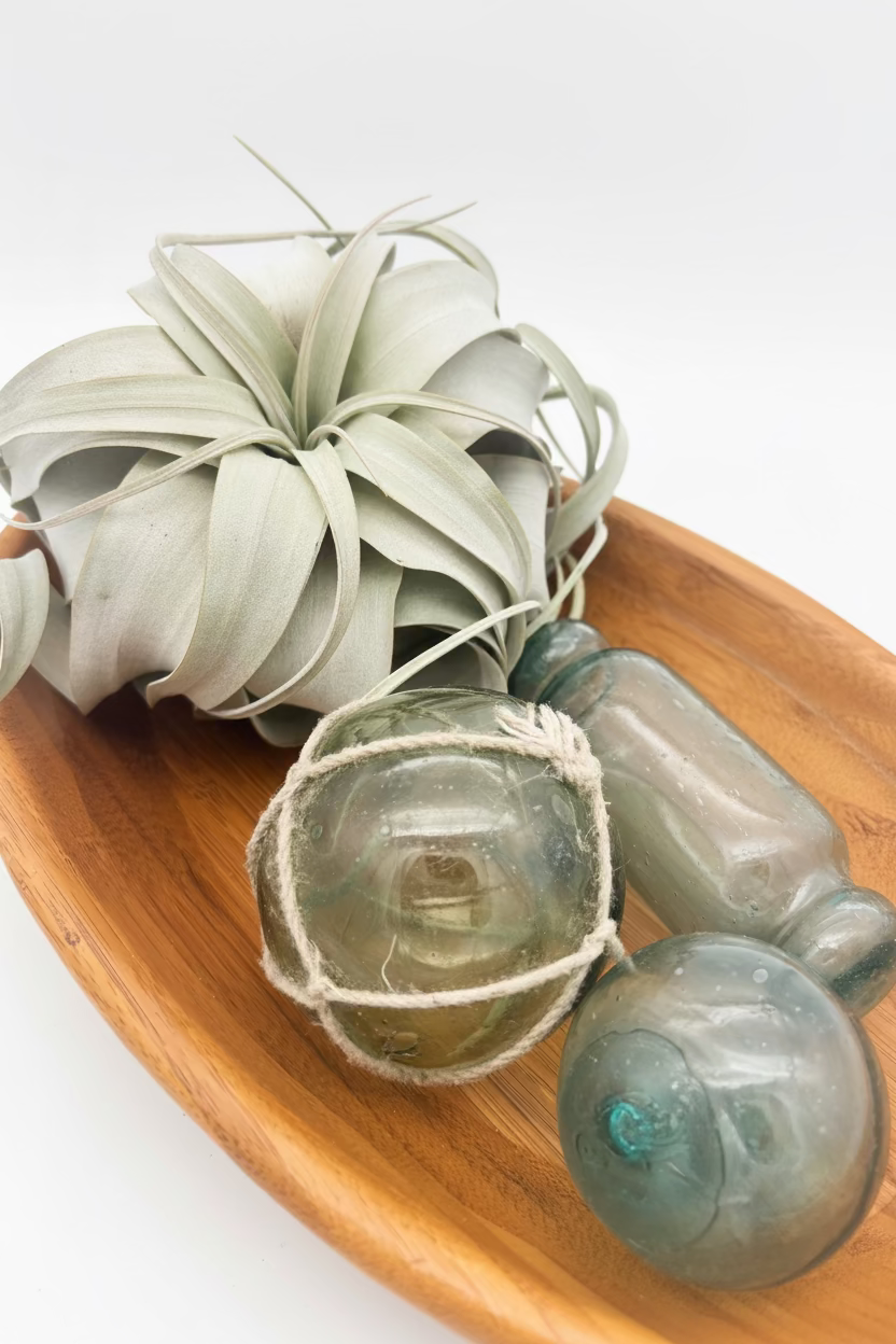 Tillandsia Xerographica - Medium
