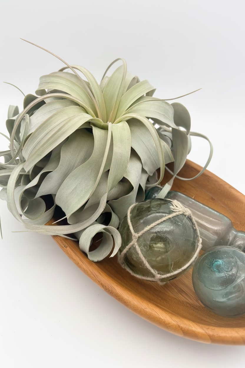 Tillandsia Xerographica - Large