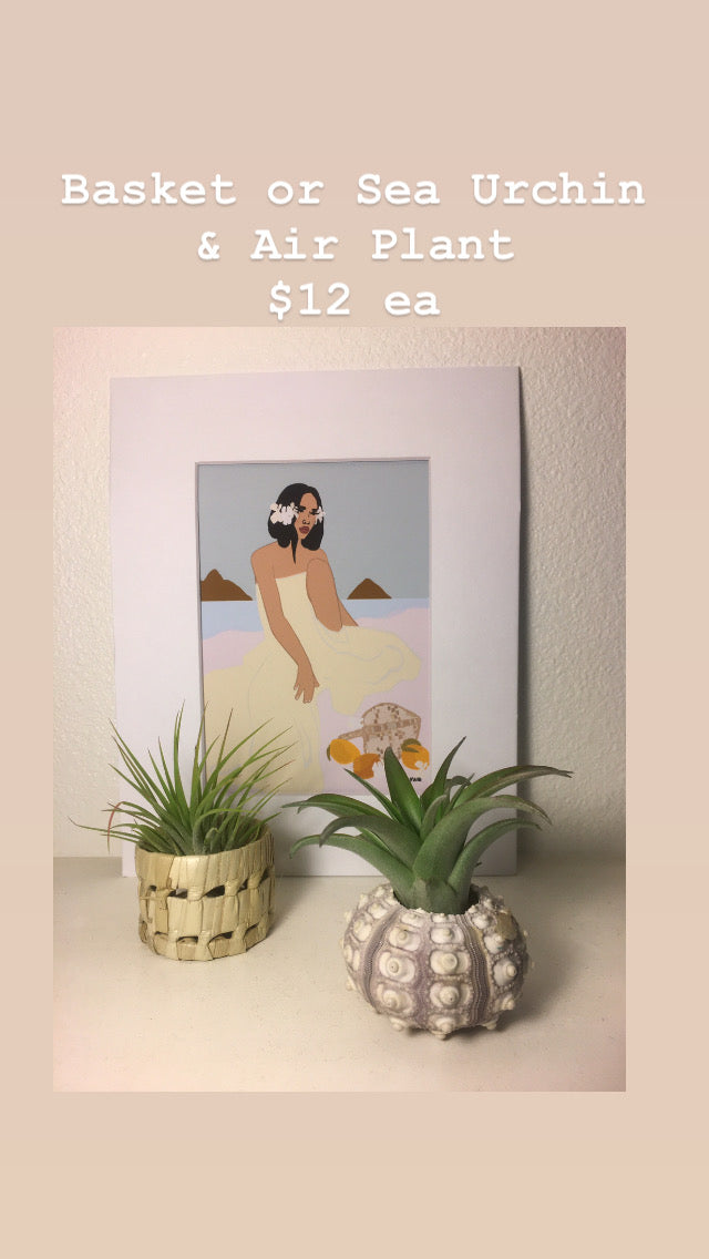 Sea Urchin Holder