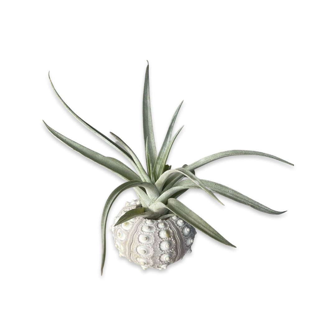Sea Urchin Holder