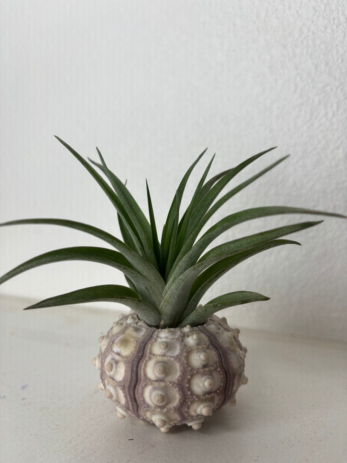 Sea Urchin Holder