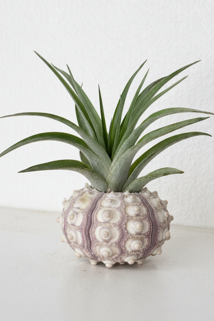 Tillandsia Brachycaulos - Medium