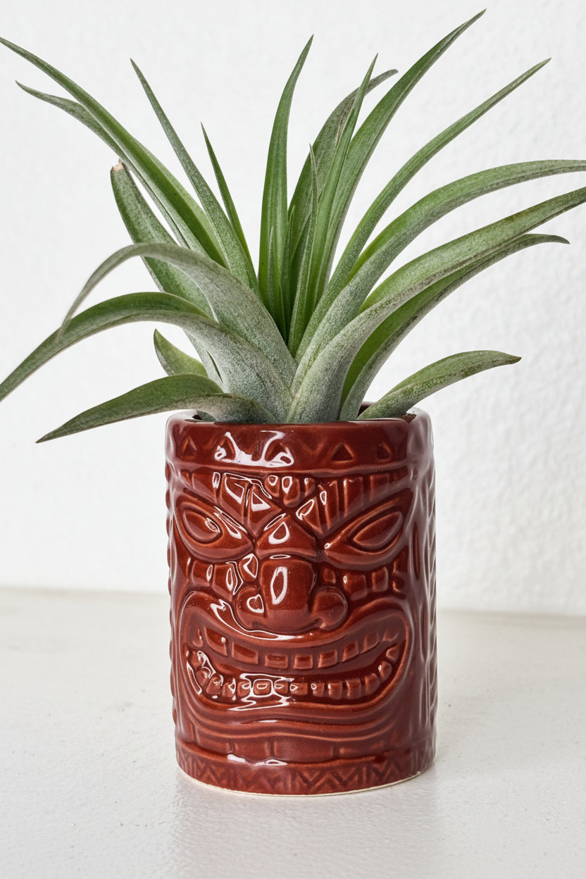 Tillandsia Brachycaulos - Medium
